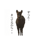 動物とあそぼう！（個別スタンプ：5）