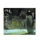 動物とあそぼう！（個別スタンプ：6）