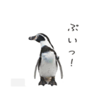 動物とあそぼう！（個別スタンプ：9）