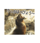 動物とあそぼう！（個別スタンプ：10）