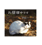 動物とあそぼう！（個別スタンプ：11）