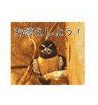 動物とあそぼう！（個別スタンプ：12）