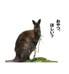 動物とあそぼう！（個別スタンプ：13）