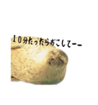 動物とあそぼう！（個別スタンプ：15）