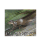 動物とあそぼう！（個別スタンプ：17）