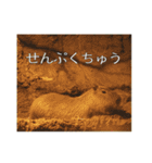動物とあそぼう！（個別スタンプ：18）