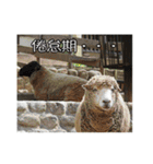 動物とあそぼう！（個別スタンプ：19）