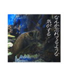 動物とあそぼう！（個別スタンプ：20）