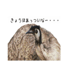 動物とあそぼう！（個別スタンプ：22）