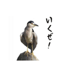 動物とあそぼう！（個別スタンプ：27）