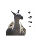 動物とあそぼう！（個別スタンプ：29）