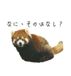動物とあそぼう！（個別スタンプ：31）
