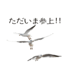動物とあそぼう！（個別スタンプ：32）