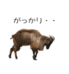 動物とあそぼう！（個別スタンプ：33）
