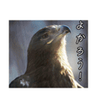 動物とあそぼう！（個別スタンプ：34）