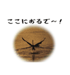 動物とあそぼう！（個別スタンプ：35）