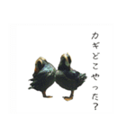 動物とあそぼう！（個別スタンプ：36）