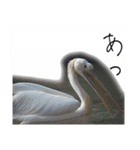 動物とあそぼう！（個別スタンプ：37）