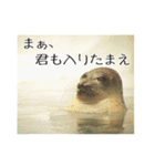 動物とあそぼう！（個別スタンプ：40）