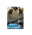 さくらちゃんのstamp（個別スタンプ：6）
