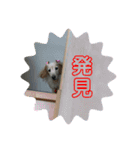 さくらちゃんのstamp（個別スタンプ：12）