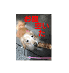 さくらちゃんのstamp（個別スタンプ：14）