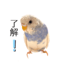 ウェンディ（個別スタンプ：1）