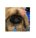 私のあいけんちゃんたちだよ（個別スタンプ：3）