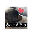 私のあいけんちゃんたちだよ（個別スタンプ：4）