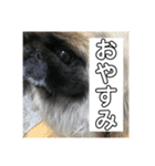 私のあいけんちゃんたちだよ（個別スタンプ：6）
