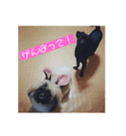 私のあいけんちゃんたちだよ（個別スタンプ：7）