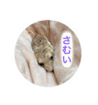 マカロニマウスのきなこ 第2弾（個別スタンプ：8）
