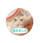 マカロニマウスのきなこ 第2弾（個別スタンプ：11）