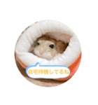 マカロニマウスのきなこ 第2弾（個別スタンプ：15）
