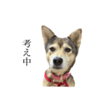 雑種犬あいちゃんのスタンプ 2（個別スタンプ：1）