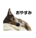 雑種犬あいちゃんのスタンプ 2（個別スタンプ：2）
