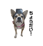 雑種犬あいちゃんのスタンプ 2（個別スタンプ：3）