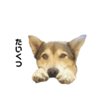 雑種犬あいちゃんのスタンプ 2（個別スタンプ：4）