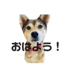 雑種犬あいちゃんのスタンプ 2（個別スタンプ：5）
