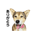 雑種犬あいちゃんのスタンプ 2（個別スタンプ：6）