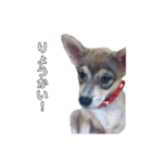 雑種犬あいちゃんのスタンプ 2（個別スタンプ：7）