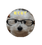 かわいいトイプー❤ 日常会話(関西弁)（個別スタンプ：5）
