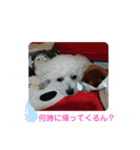 かわいいトイプー❤ 日常会話(関西弁)（個別スタンプ：8）