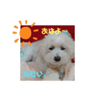 かわいいトイプー❤ 日常会話(関西弁)（個別スタンプ：9）