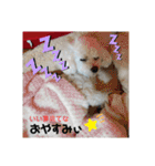 かわいいトイプー❤ 日常会話(関西弁)（個別スタンプ：10）