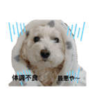 かわいいトイプー❤ 日常会話(関西弁)（個別スタンプ：12）
