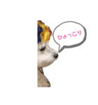 かわいいトイプー❤ 日常会話(関西弁)（個別スタンプ：14）