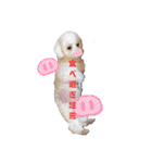かわいいトイプー❤ 日常会話(関西弁)（個別スタンプ：16）
