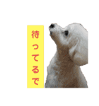 かわいいトイプー❤ 日常会話(関西弁)（個別スタンプ：30）