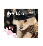 かわいいトイプー❤ 日常会話(関西弁)（個別スタンプ：31）
